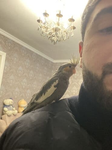 Mərmər effektli PVC panellər: Nimfa (Cockatiel) papağanı - Rəng: zeytun-boz, qanadlarda ağ — 4