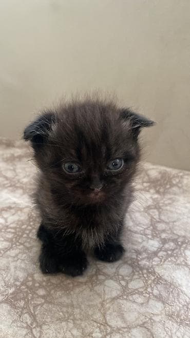 Salam pişiy balaları satılır şotland əyri və dik qulaqdi — 4