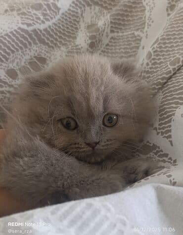 Грызуны: Шотландская длинношерстная, Самка, В добрые руки — 5