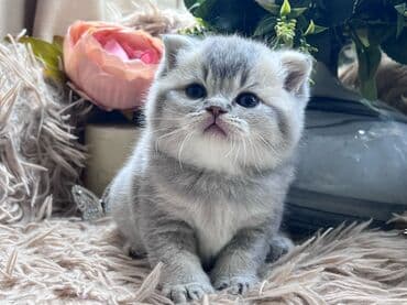 Changan: Britan, Pulsuz çatdırılma — 1