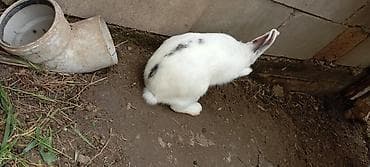 ev dosanlari: YAXŞI DİŞİ DOVSANAL BARTER EDİLİR BU ERKEK DİR //////Ağ rəngli — 6