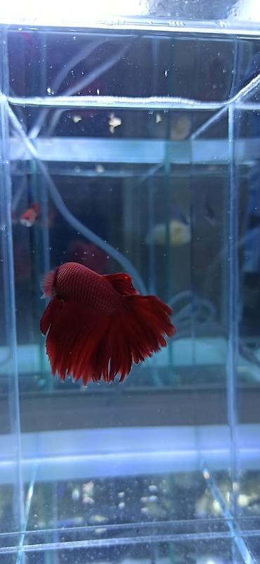akvarium: Betta (Petuşok balığı), Ünvandan götürmə — 7