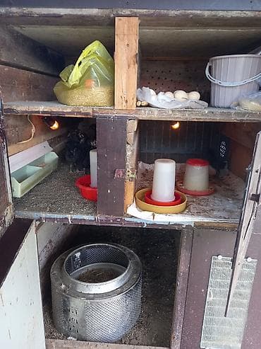 sarı quş: Quşçuluq üçün çoxfunksiyalı taxta-metaldan hazırlanmış bölməli — 3