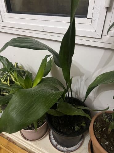 muellimler gunune aid sekiller: Her nov guler var endirimnen verecem Gencedi istiyen yazsin satiş — 45