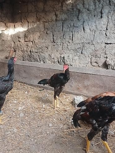 broler toyuq: Toyuq cücələri, Damazlıq — 3
