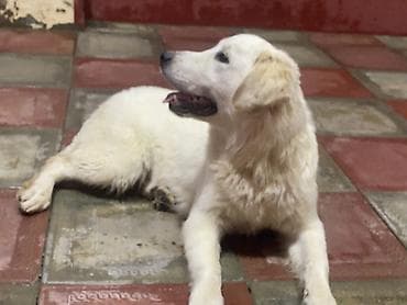 ən yaxşı it adları: Labrador-retriver, 7 ay, Erkek, Peyvəndli, Ünvandan götürmə — 3