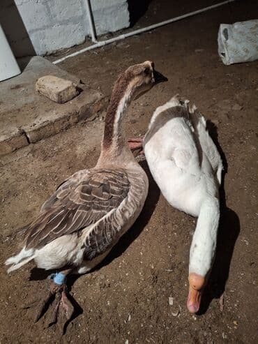 Гуси: Самец, Для разведения, Платная доставка — 3