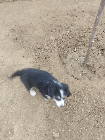 afcarka balası: Koker spaniyel, 2 ay, Dişi, Peyvəndli, Ödənişli çatdırılma — 7