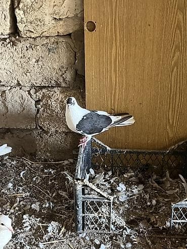 poni at satilir: Tutulma nışanlı quşlardır — 3