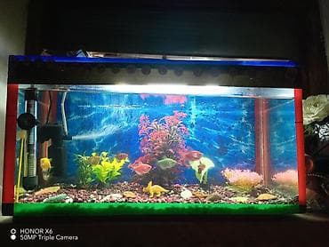 Akvariumlar: Akvaryum dəsti – tam komplekt ünvan Keşlə qəsəbəsi - Şüşə akvaryum — 2