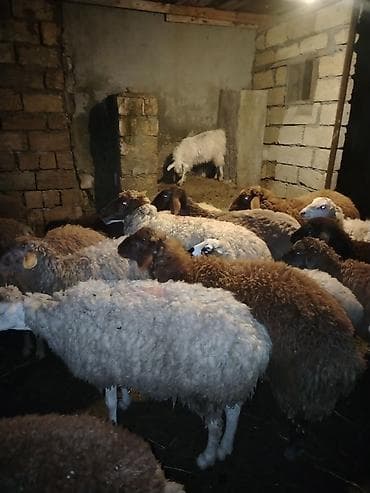 Keçi əti: Salam hər kəsə qurbanlıg quzular satılır hər çəkidə var 12kqnan 25kq — 5