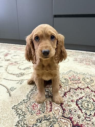 coban itləri: Koker spaniyel, 3 ay, Erkek, Peyvəndli, Ünvandan götürmə, Pulsuz çatdırılma — 5