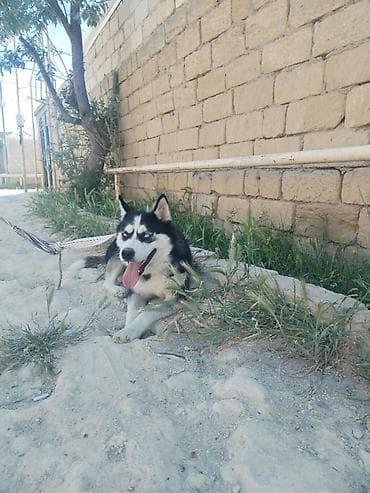 itler pitpul: Xaski, 5 ay, Dişi, Ünvandan götürmə — 1