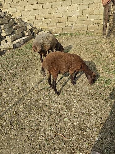 2eded Damazlıq– yerli cins satılır və ya kecilerle dəyişilir ünvan