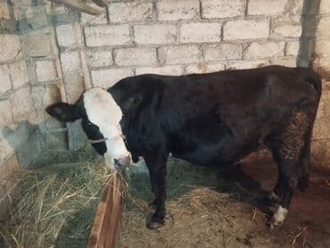 Зоотовары: Самка, Simental, лет: 6, Самовывоз — 5