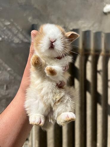 satlıq atlar: 1 aylıq çox şirin dovşan satılır 🐰✨ Tam sağlamdır, çox sakit və — 1