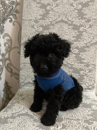 Qara balaca it üçün mavi trikotaj sviter - Rəng: mavi (nazik çəhrayı