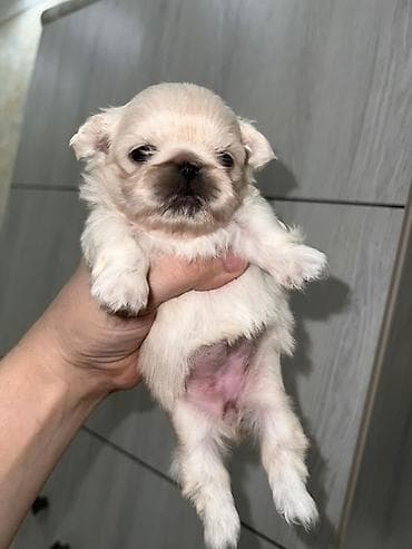 pekinesin qiymeti bazarda: Pekines, 1 ay, Dişi, Ünvandan götürmə — 3