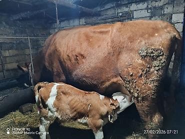 Ördəklər: Dişi, Simental, il: 3, 900 kq, Südlük, Rayonlara çatdırılma — 3