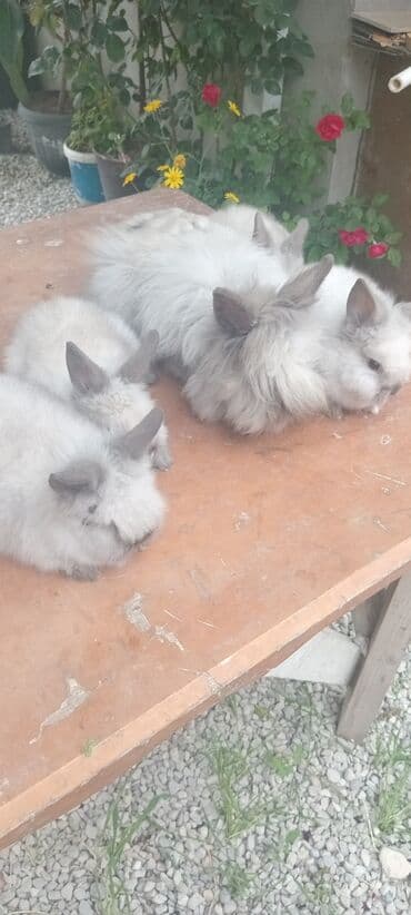 afçarka balası: Akor balası 10m — 26