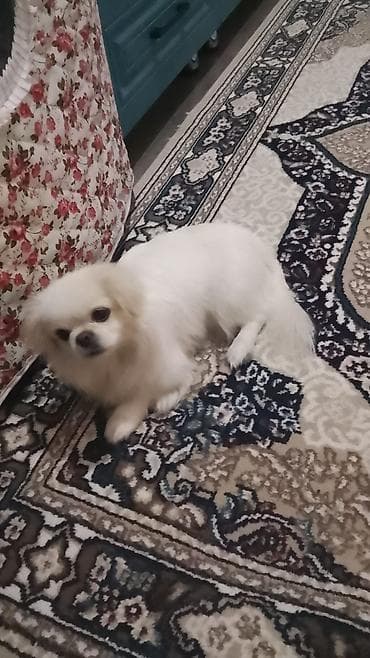 Собаки: Пекинес, 8 месяцев, Самка, Бесплатная доставка — 5