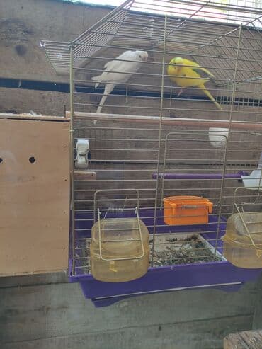 hazır inşalar: Qefes qarisiq yuvasi hazir cut 60 azn yalniz zeng — 1