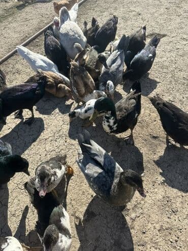 kuban ördek: Salam Aleykum Satılır Ördək Qaz Ördək Cücəsi Toyoq 36 Ədəd Lal Ördək — 33