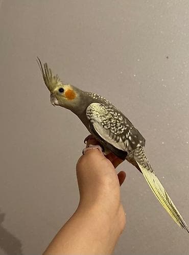 korella satışı: Korella quslari satlir erkek korela balsi ele orgenib dislemir — 1