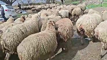 ətlik inək cinsləri: Satış: Qoyun sürüsü 0509813022 - Növ: Qoyun (ana qoyunlar üstünlük — 3