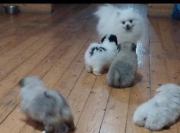 husky satisi: Şpitz, 2 ay, Erkek — 6