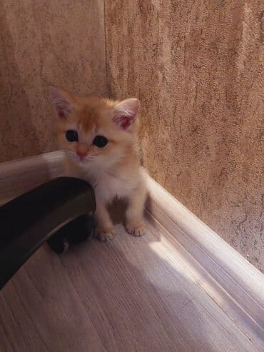 bala haski: Qızıl şinşilla, Erkək, Dişi, Ünvandan götürmə — 10