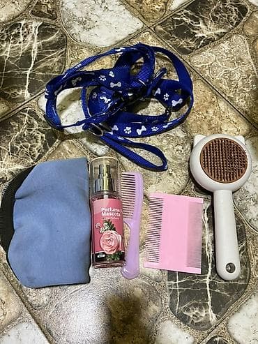 pudel karlik: Pudel, 7 ay, Peyvəndli — 7