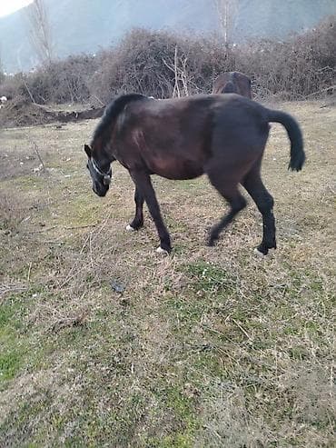 at qusar: Erkək, il: 3 — 4