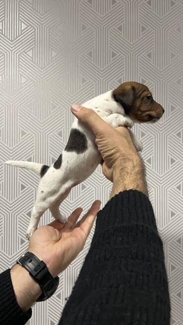 heyvan bazari itler: Cek rassel teryer, 2 ay, Dişi, Ünvandan götürmə — 5