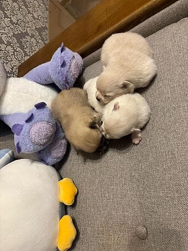 Şpitz, 1 ay, Ünvandan götürmə — 7