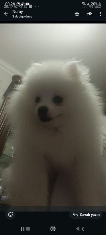 coban iti balasi: Şpitz, 1 ay, Dişi, Peyvəndli, Pulsuz çatdırılma — 3