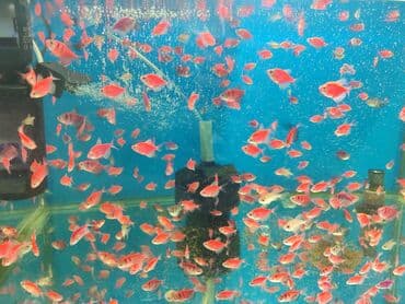 продажа аквариумных рыбок: Quppi, Sülhsevər, Ünvandan götürmə, Ödənişli çatdırılma — 2