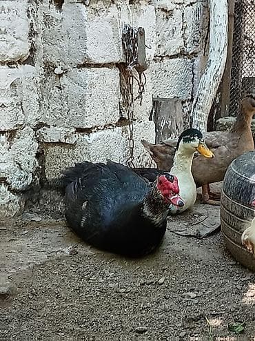 Səsli ördekler 15 man sesiz 25 manat heyvanlar sağlamdır 8 dene lal — 3