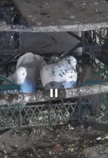 itlərin sekisi: Məhsul: Göyərçinlər (ev göyərçini) Təsvir: - Şəkillərdə müxtəlif rəng — 6