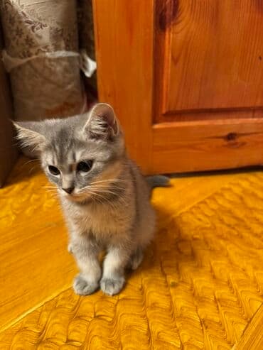 немецкий дог: Самец, В добрые руки, Платная доставка, Доставка в районы, Самовывоз — 5