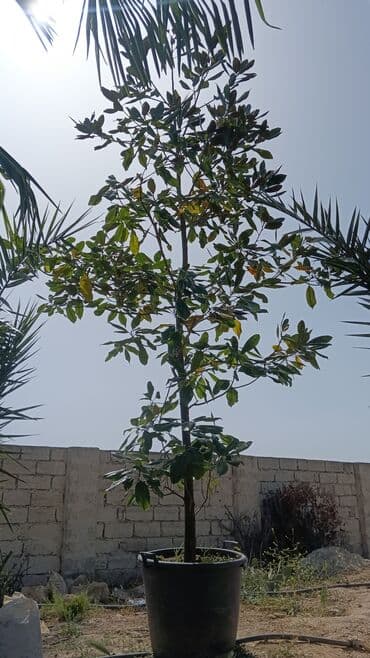 qızıl gül buketi: Magnolyalar satlr 800manat — 2