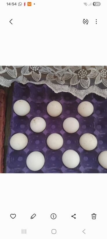 Meyvə və giləmeyvə: Məhsul: Hind quşu yumurtaları,kanada bronz,agir çəkili,temiz — 2