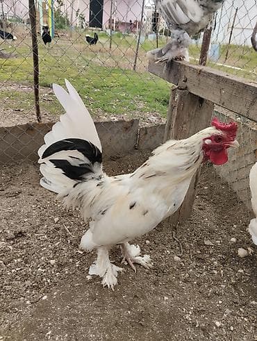 Pişiklər: Yaponka xoruz, ayağı lələkli, daş pipik, 1 illik, vaksini vurulub. 20 — 1