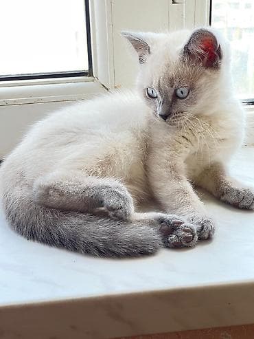 pişiklərin qiyməti: Şinşilla, Dişi — 2