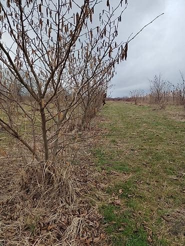 turkanda bag evi: Kənd təsərrüfatı — 1