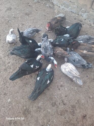 Changan: Məhsul: Musk (barbar) ördəkləri – müxtəlif rənglərdə sürü Təsvir: - — 2