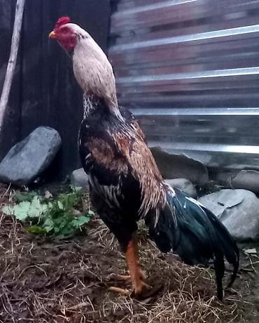 3D panellər: Cins xoruz – uzunboylu, atletik quruluşlu. Baş və boyun hissəsi açıq — 2