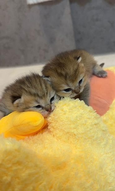 взять котёнка бесплатно: Шотландская, Самец, Бесплатная доставка — 1