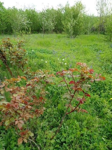 mehtabatda torpaq satilir: 32 sot, Mülkiyyətçi, Kupça (Çıxarış) — 7