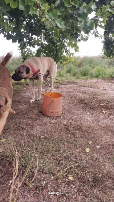it şəkiləri: Kanqal, 11 ay, Erkek, Peyvəndli, Ünvandan götürmə — 2